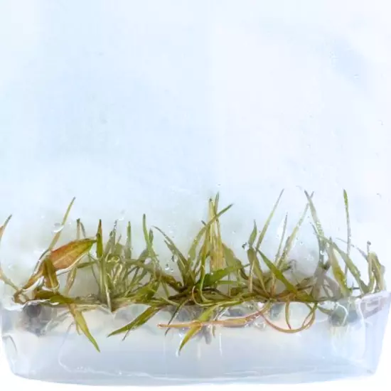 Cryptocoryne Ferruginea Sekadauensis Grown in Vitro TC Cup Live Aquatic Plants