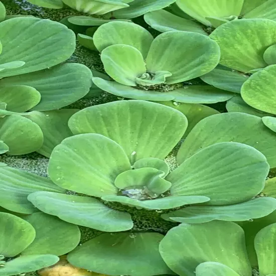 10 Water Lettuce & Duckweed Aquatic Floating Water Pond Plants (PRIORITY MAIL)