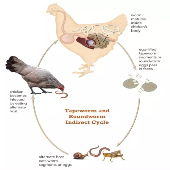 De-Wormer & anti parasites for Chickens & Rooster | Capsules | MADE IN USA