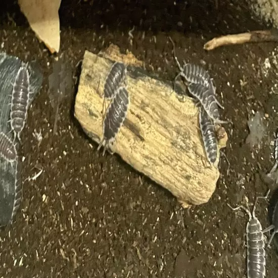 5ct Porcellio Hoffmanseggi