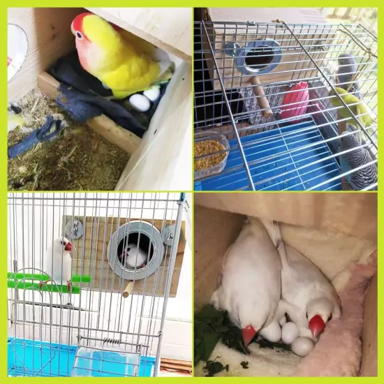 kathson Parakeet Nest Box Budgie Nesting House Cockatiel Breeding Parrots Mat...