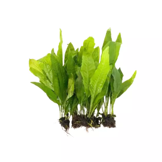 Pack 5 Java Fern Loose Live Plants Freshwater Fish Tank Decoration Aquarium