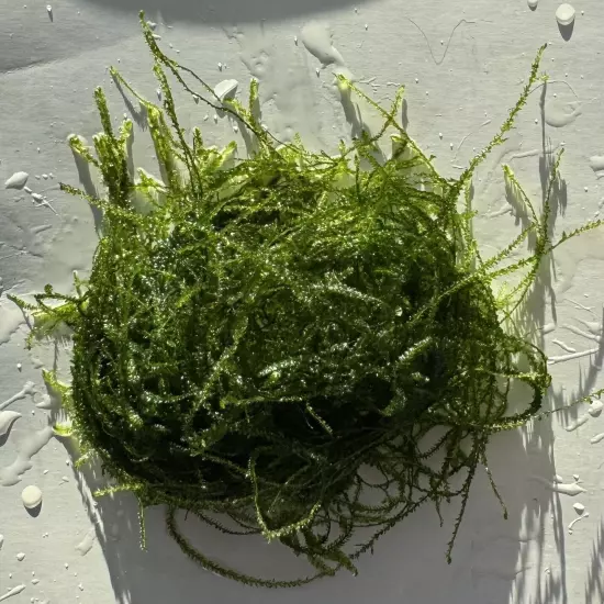 Java Moss - An easy to grow beginner plant. Buy Two get one free!