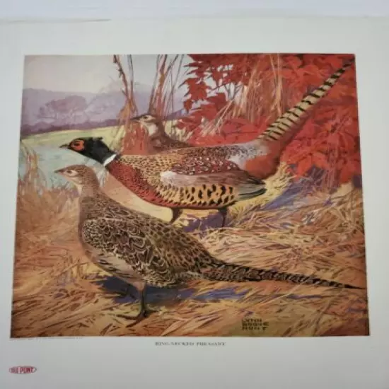 1917 Dupont Ringneck Pheasant Print. With standard load chart on the back.