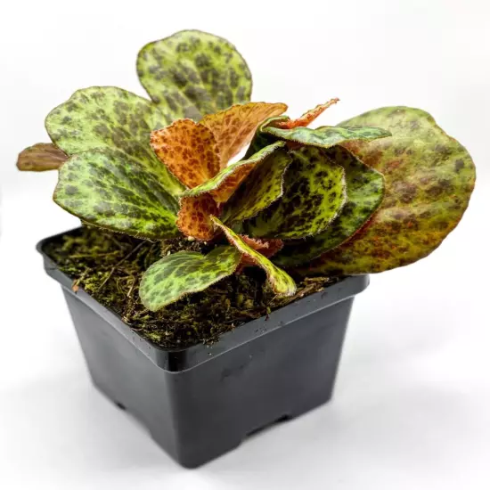 Begonia blancii 'Mottled' (2" Pot) / Terrarium Plant / Live Plant / Houseplant