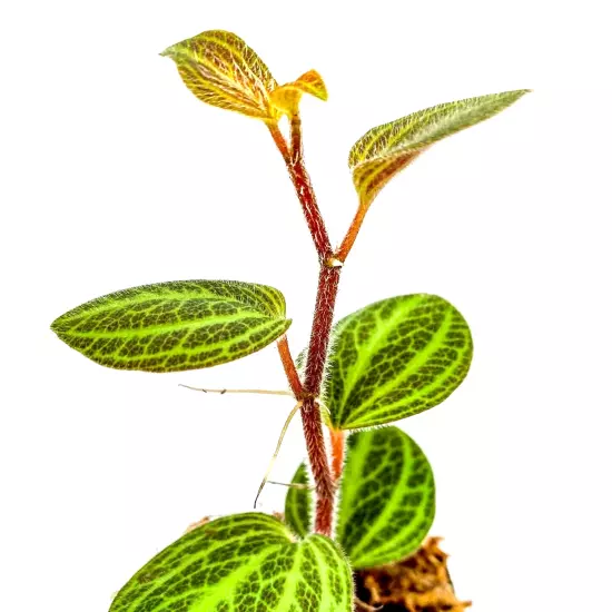 Peperomia "Tingo Maria" (2.5" Pot) Live Rare Terrarium Vivarium Plant Dart Frog