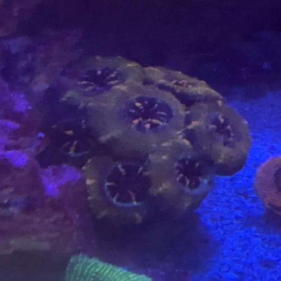 Frag pack live coral 10 Mixed Frags! Free Overnight Shipping