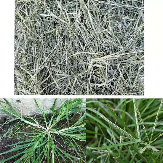 Ayurvedic Sun Dried Paragis Plant Goose Grass Eleusine Indica Poaceae Natural