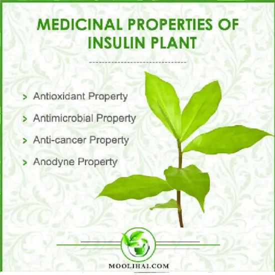 Ceylon Organic Insulin Plant Dried Leaves dried ( Costus Igneus ) Thebu