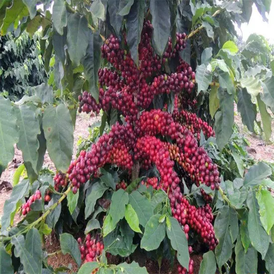 100% HAWAIIAN KONA PEABERRY COFFEE BEANS MEDIUM ROASTED 2 / 12 POUNDS