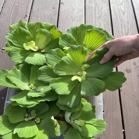 Memorial Day Special (10) Jumbo Water Lettuce Floating Koi Pond Plant Shade 6"