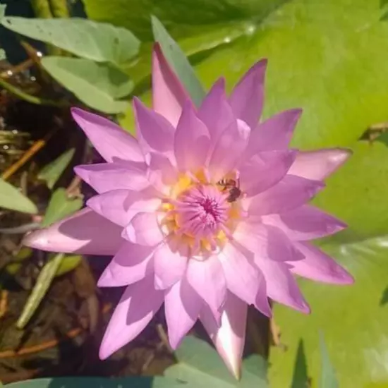 Buy2Get1Free Pink Hilary Tropical Waterlily Live Freshwater Plants Pond Flower