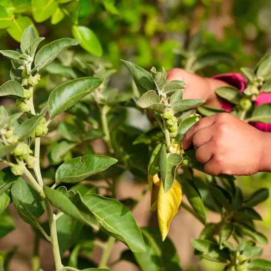 Ashwagandha Root, Functional Tea, Cooking Herb