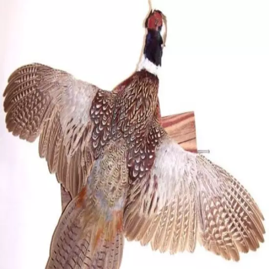 Flying Ring-neck Pheasant Taxidermy Mount 