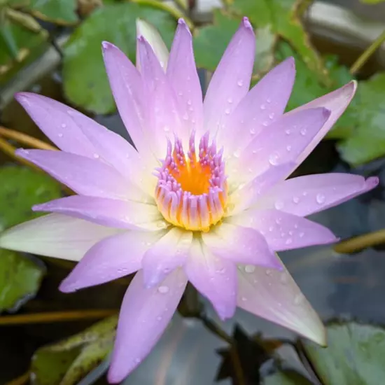 Buy2Get1Free Blue Dao fah Tropical Waterlily Live Fresh Plants Pond Color Flower