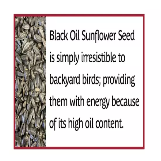 Pennington Select Black Oil Sunflower Seed Dry Wild Bird Feed, 40 lb. Bag, 1 Pac