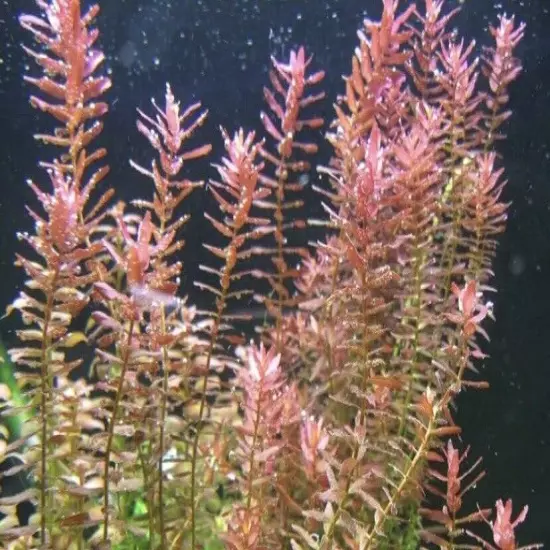 BUY 2 GET 1 FREE | Rotala Rotundifolia | Live Aquatic Aquarium Plant 15 STEMS