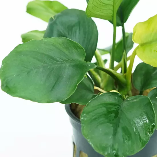 Buy2Get1Free Round Leaves Anubias Potted Live Plants Aquarium Freshwater Tank