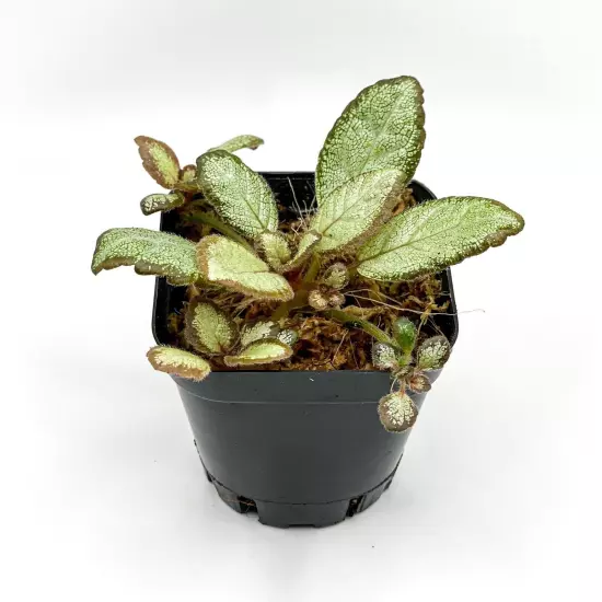 Episcia 'Silver Skies' (2.5" Pot) / African Flame Violet / Live Terrarium Plant