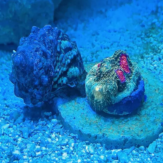 13 Mixed Frags Guaranteed 1 Hammer Or Frogspawn! Free Overnight Shipping