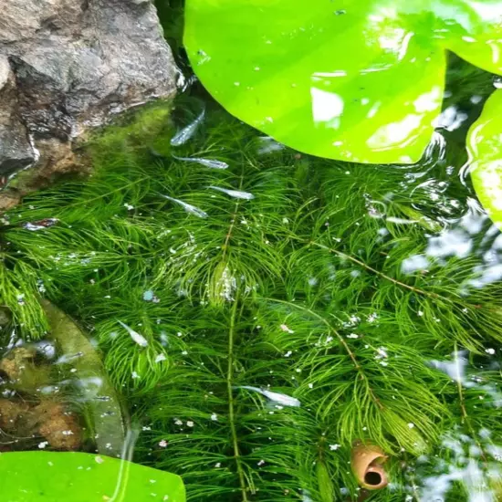 Package Bundle Hornwort Ceratophyllum Demersum Great for Aquatic Live Plants