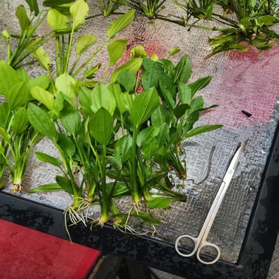 Amazon Sword Plant Buy 2 Get 1 Free Aquarium Or Pond