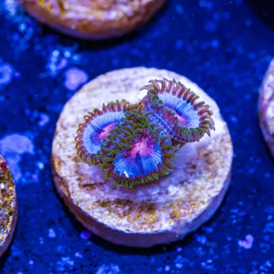 Miami Vice Zoanthids 3p, WYSIWYG Live Coral