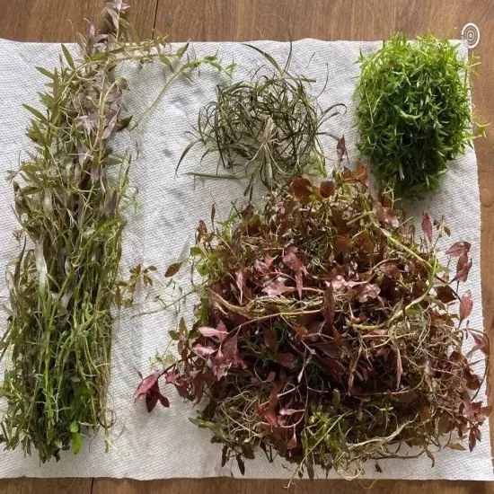 75 Stems! Aquarium plant package! Assorted Variety! READ DESCRIPTION!