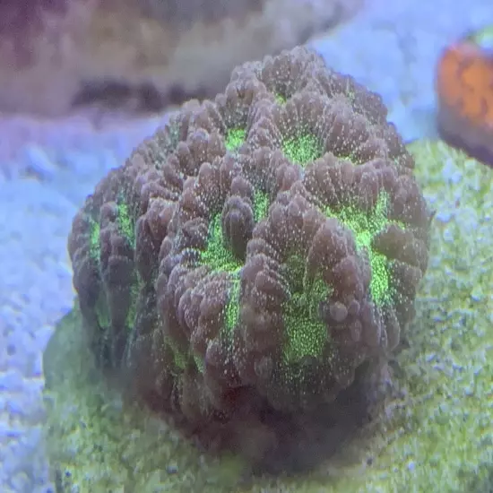 13 Mixed Frags Guaranteed 1 Hammer Or Frogspawn! Free Overnight Shipping