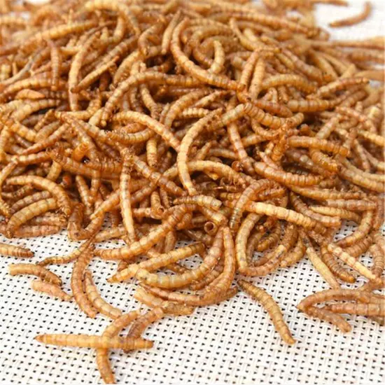 50/100g Dried Mealworms Top Quality Wild Bird Fish Food Reptile Food Koi Food