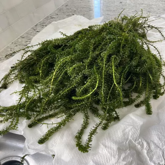 120 STEMS ELODEA ANACHARIS Aquatic PLANTS 1 POUNDS CRAYFISH TURTLE KOI Food