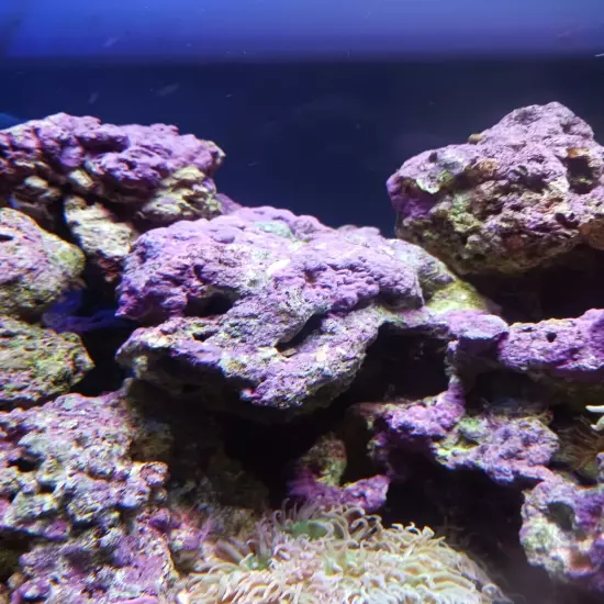 live marine coral reef rock