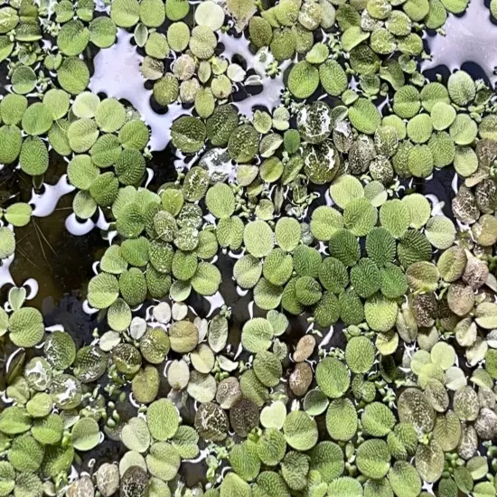 100+ Giant Duckweed - super easy Aquarium or Pond plant (Moss) BUY2GET1FREE!