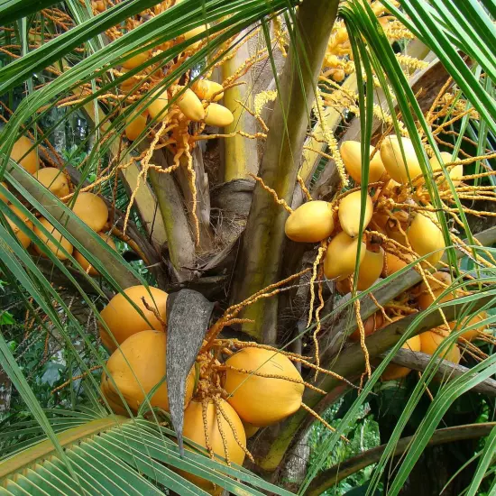 king coconut Sri Lanka, organic Ceylon beverages