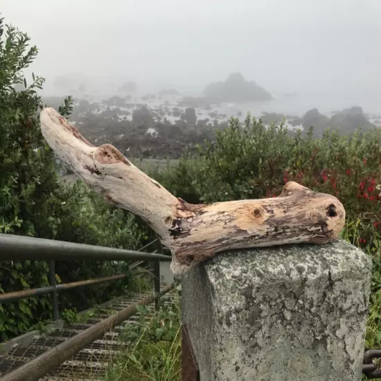 Northern California Driftwood for Reptile Branches Terrarium Wood