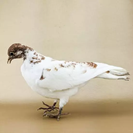 T45g Taxidermy Oddities Curiosities Rock Pigeon bird c livia dove collectible