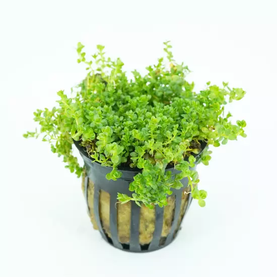 Buy2Get1Free Dwarf Baby Tears Potted Live Aquarium Plants Decoration Freshwater