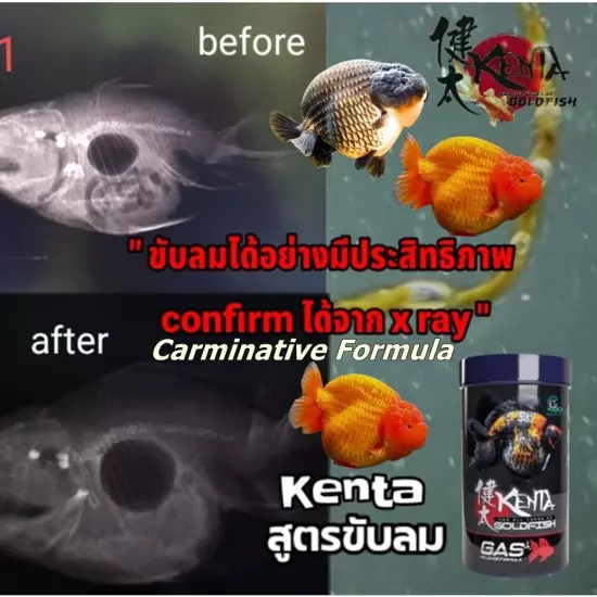 4X CZ Aqua Kenta Goldfish Food Gas Release Formula Problem Balance Sinking Pelle