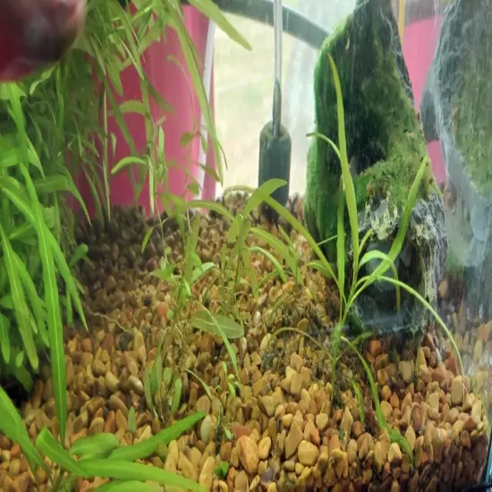 live aquarium plants from that Penn-Plax Branch. (Read Description)