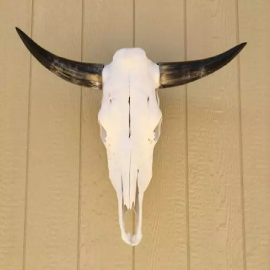 LONGHORN STEER SKULL 27" INCH WIDE POLISHED a BULL HORN MOUNTED COW HEAD 