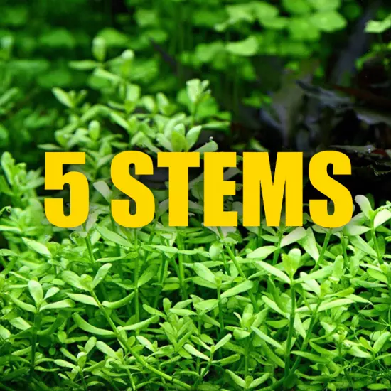 5 Stems Bacopa Monnieri Easy green midground aquarium plant beginner 