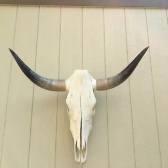 LONGHORN STEER SKULL 3' feet WIDE POLISHED a BULL HORN MOUNTED COW HEAD 