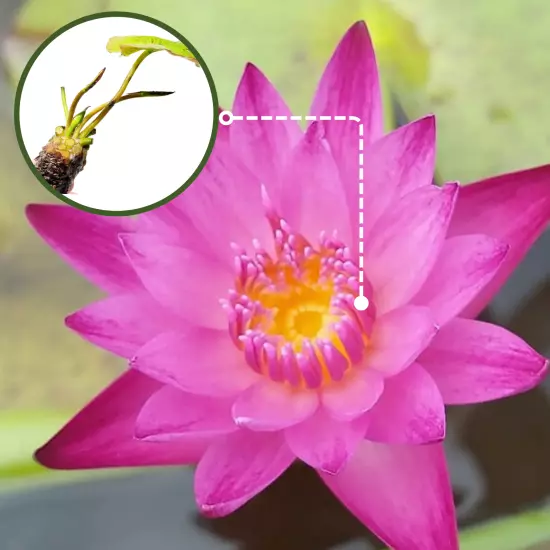 Buy2Get1Free Red Dang Ma Miew Tropical Waterlily Live Tuber Colorful Plants Pond