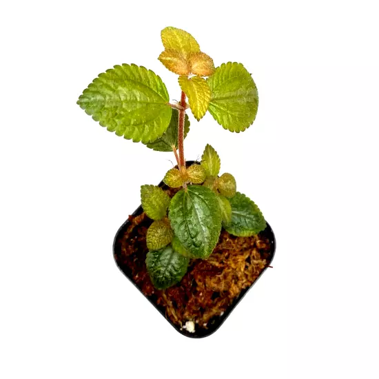 Pilea Moonlight (2.5" Pot) / Live Terrarium Plant / Rare Plant