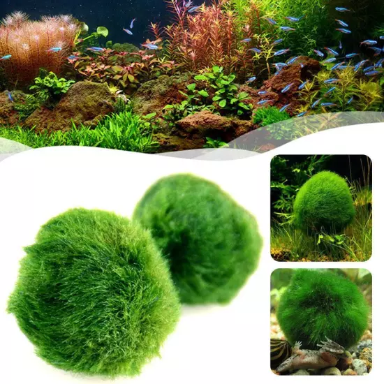 Aquarium Landscaping Decoration Green Algae Balls'