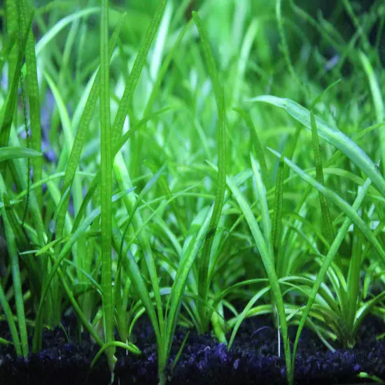 Buy 4 Get 1 Free! Dwarf Sagittaria Subulata Easy Live Aquarium Plant!