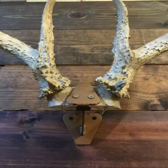 Amazeen Outdoors Skull Cap European Mount Hanger Whitetail Sheds Bone Mule Deer