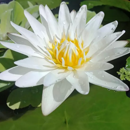 Buy2Get1Free White Thammanoon Tropical Waterlily Live Fresh Plants Pond Colorful