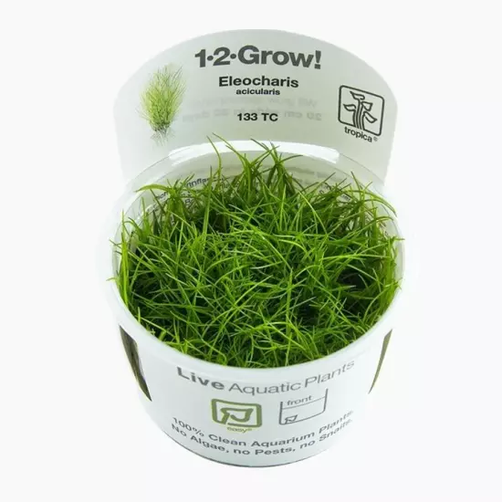 Eleocharis Acicularis (Tall hair grass) - Tropica Tissue Culture Cup