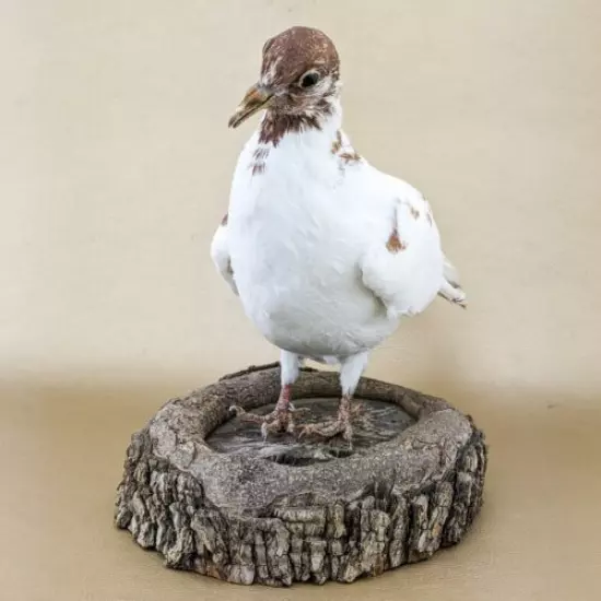 T45g Taxidermy Oddities Curiosities Rock Pigeon bird c livia dove collectible